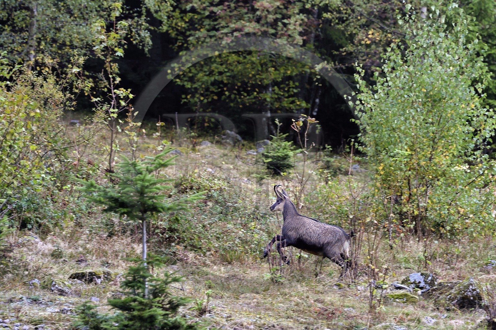 France, Haut Rhin, Ballons des Vosges Regional Natural Park, Storckensohn, La Tete des Perches mountain, the meadow chaume de Gazon vert, young chamois (Rupicapra rupicapra)