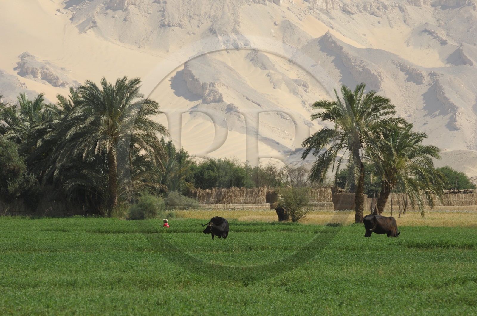 Egypte, désert libyque, oasis de Dakhla, travaux des champs