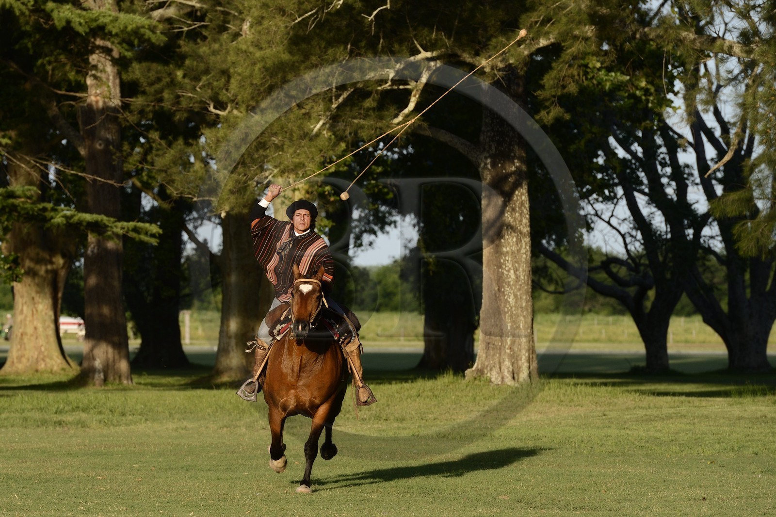 Argentine, province de Buenos Aires, San Antonio de Areco, estancia La Bamba de Areco, gaucho faisant une démonstration de l'usage des bolas (ou boleadoras) destinées à capturer les animaux en entravant leurs pattes