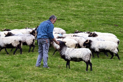 France, Pyrénées-Atlantiques (64), Pays-Basque, vallée des Aldudes, Urepel, l'éleveur de brebis manech tête noire Jean-Bernard Etchebarren