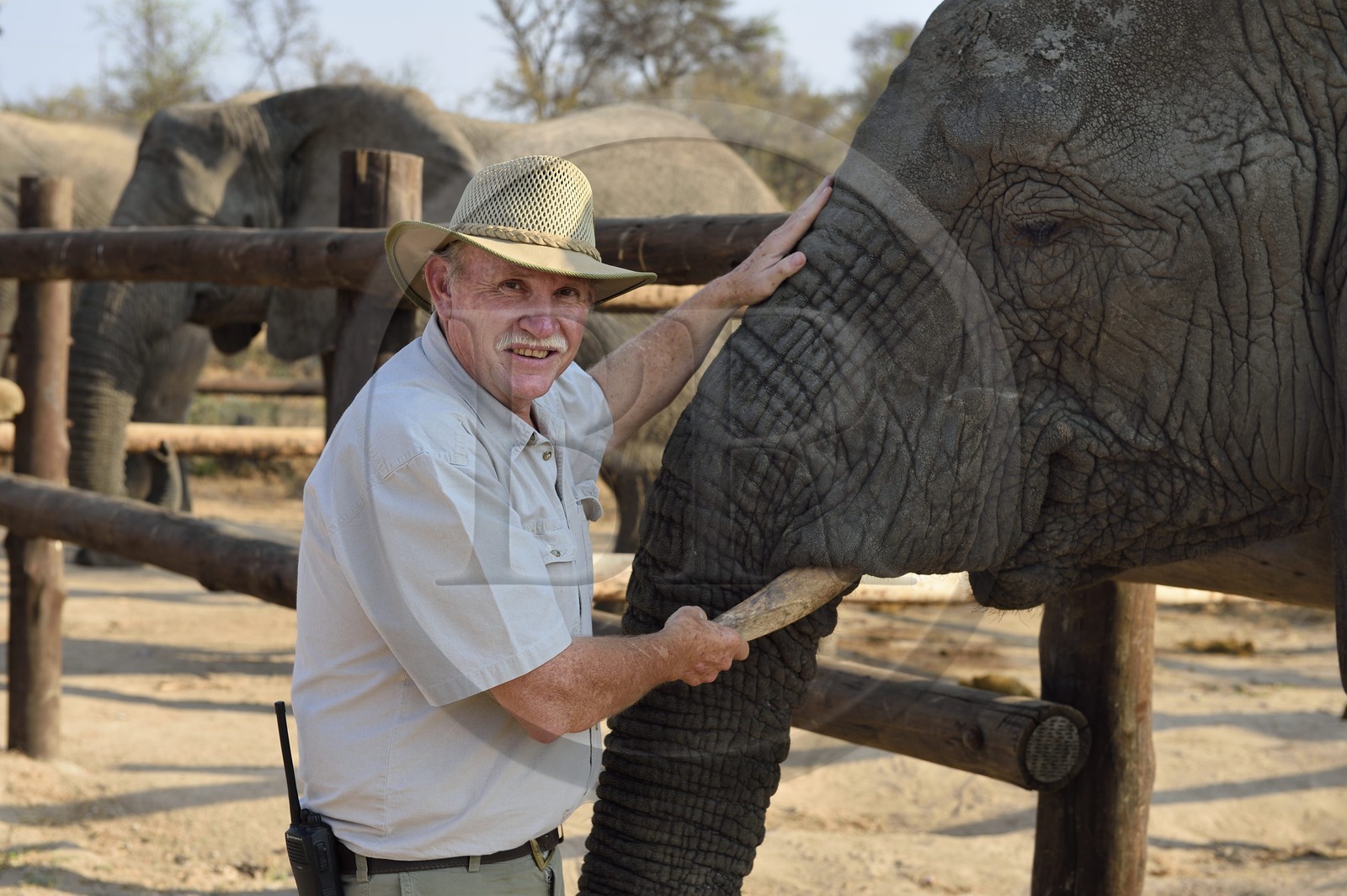 Zimbabwe, Midlands Province, Gweru, Antelope Park home to ALERT (African Lion and Environmental Research Trust), the managing director Gary Jones with an African elephant (Loxodonta africana)