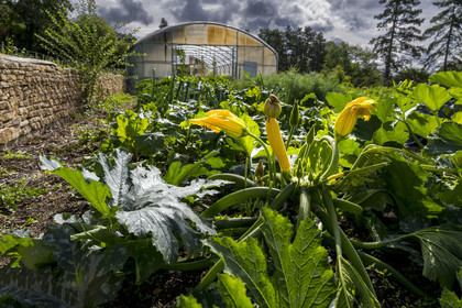 France, Cote d'Or, Climats terroirs of Burgundy listed as World Heritage by UNESCO, Beaune, Clos de la Belle Châtelaine, orchard-garden, zucchini flower