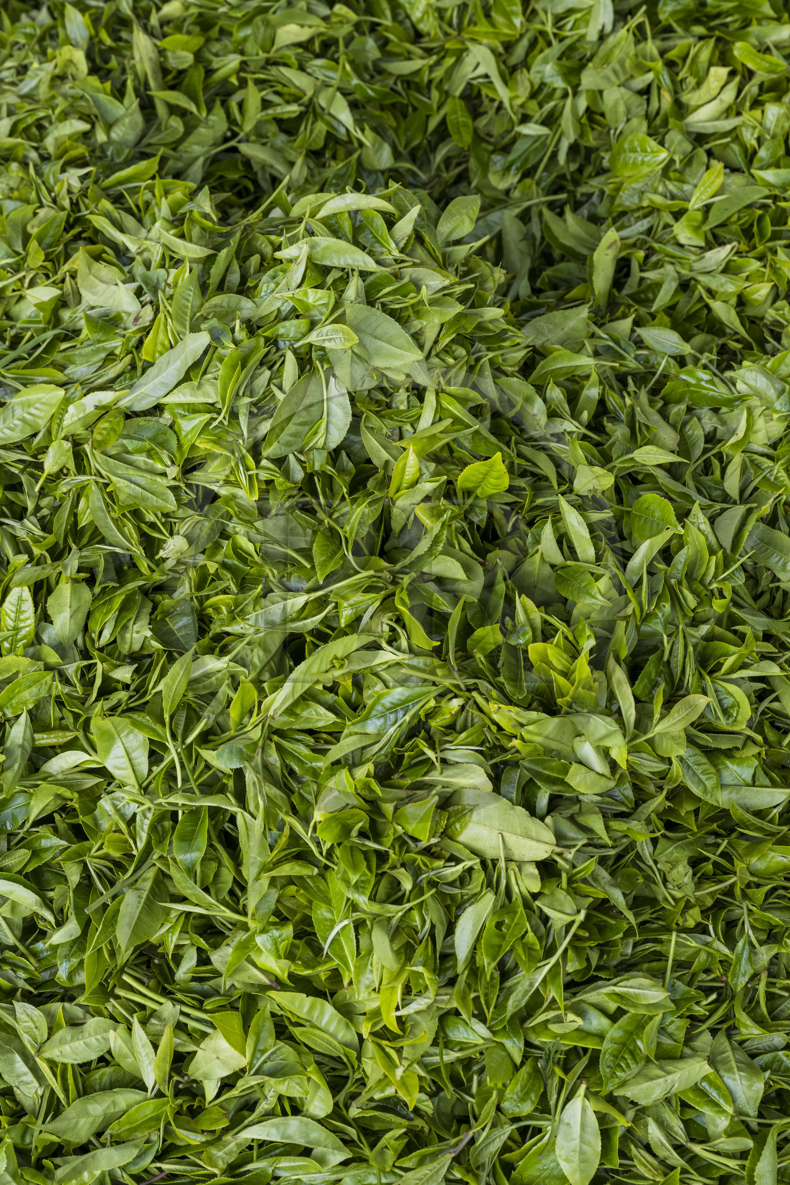 Rwanda, Western Province, Gisuma, tea plantation, freshly picked tea leaves