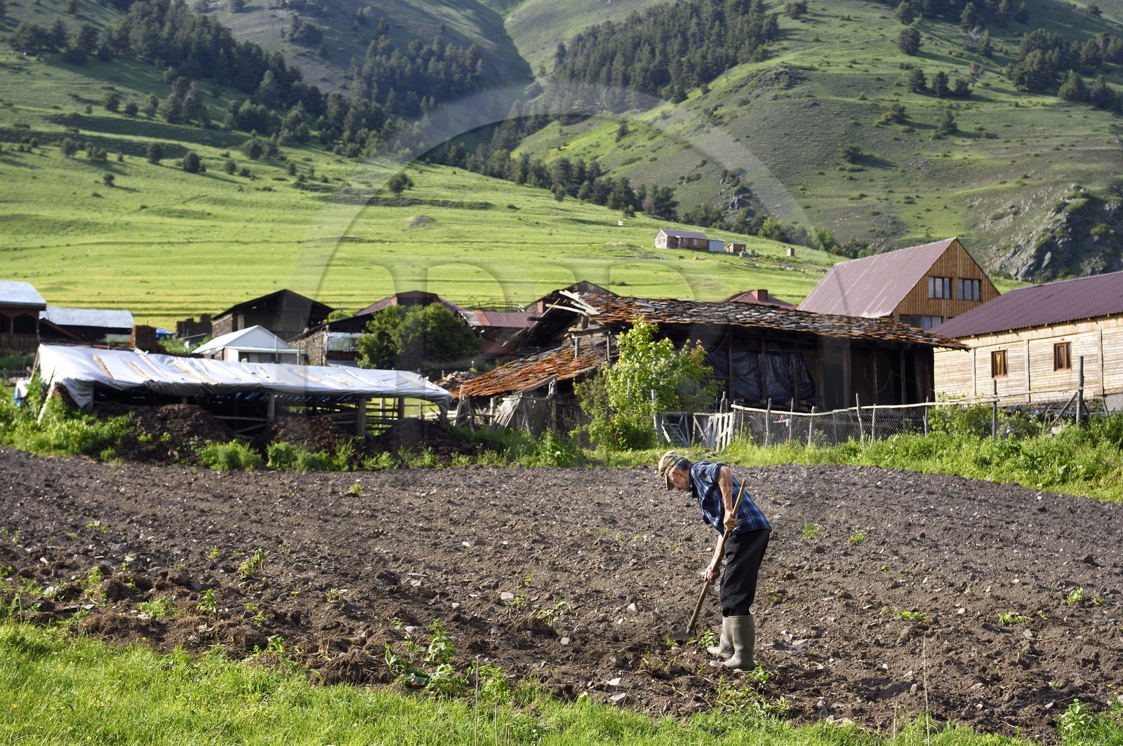 Géorgie, Kakheti, Parc national de Touchétie, village de Diklo à la frontière du Daghestan (Russie), agriculteur dans son champ