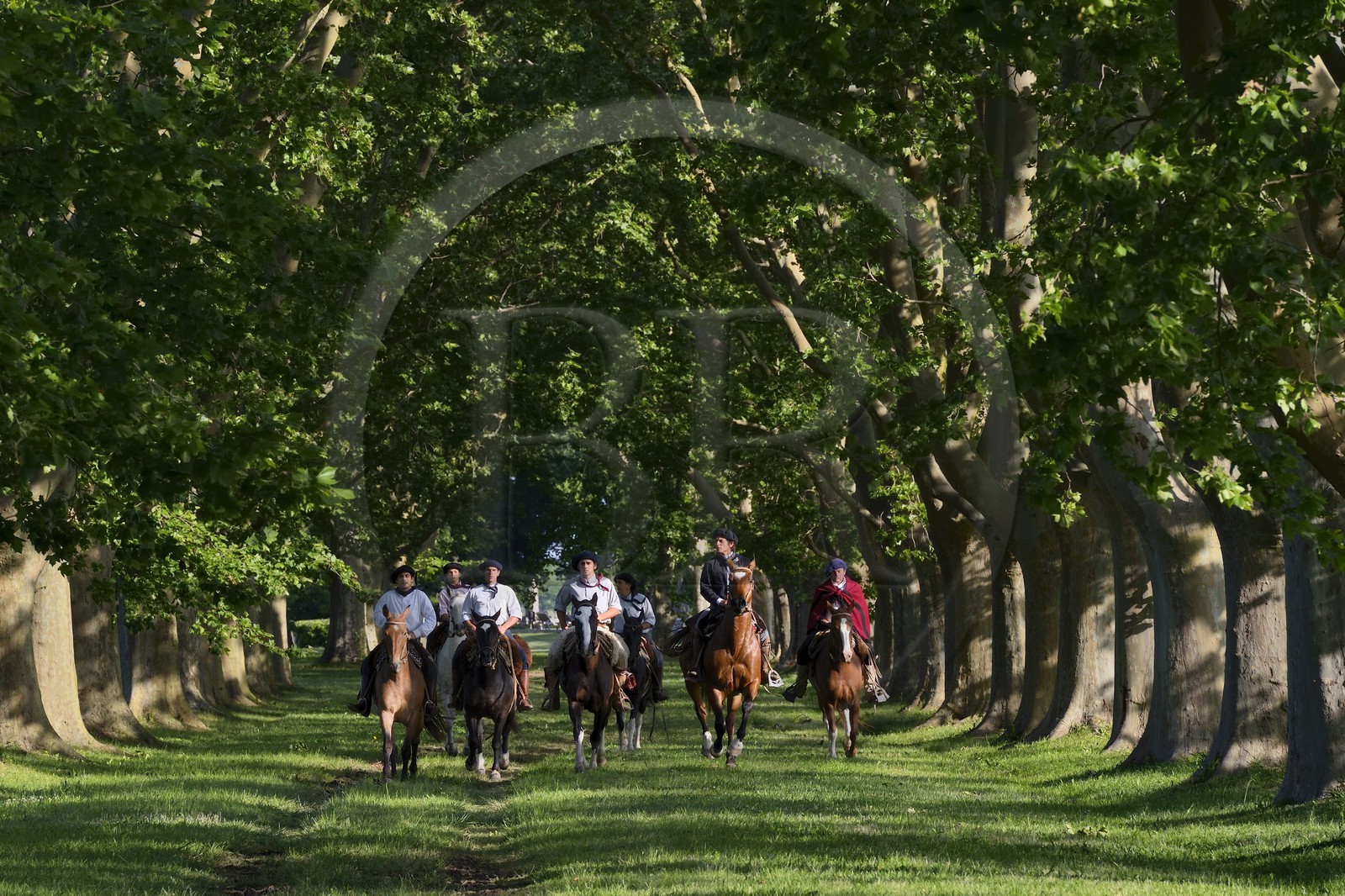 Argentine, province de Buenos Aires, San Antonio de Areco, groupe de gauchos à cheval sous les arbres de l'allée qui mène à l'estancia La Bamba de Areco