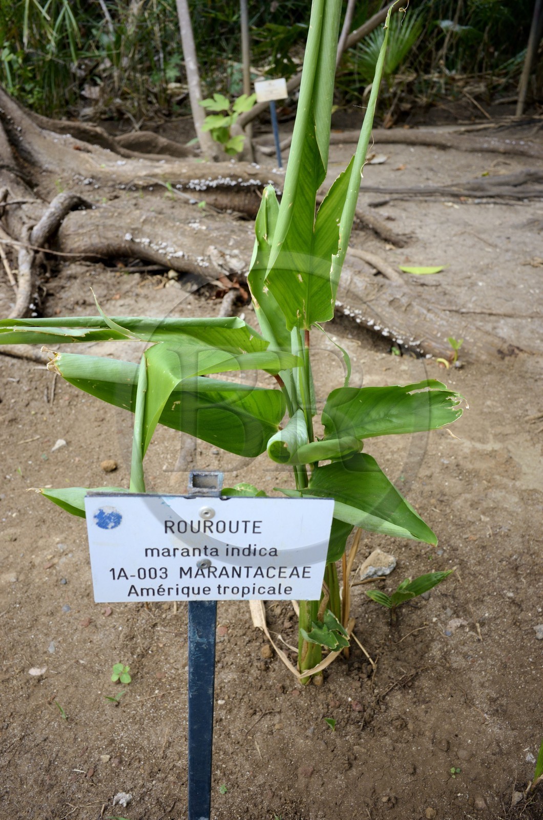 France, Ile de la Reunion, côte ouest, Saint-Gilles-Les-Bains (commune de Saint-Paul), le Jardin d'Eden, jardin botanique
