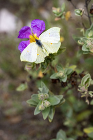 France, Vaucluse, Dentelles de Montmirail mountains, Séguret, common brimstone (Gonepteryx rhamni)