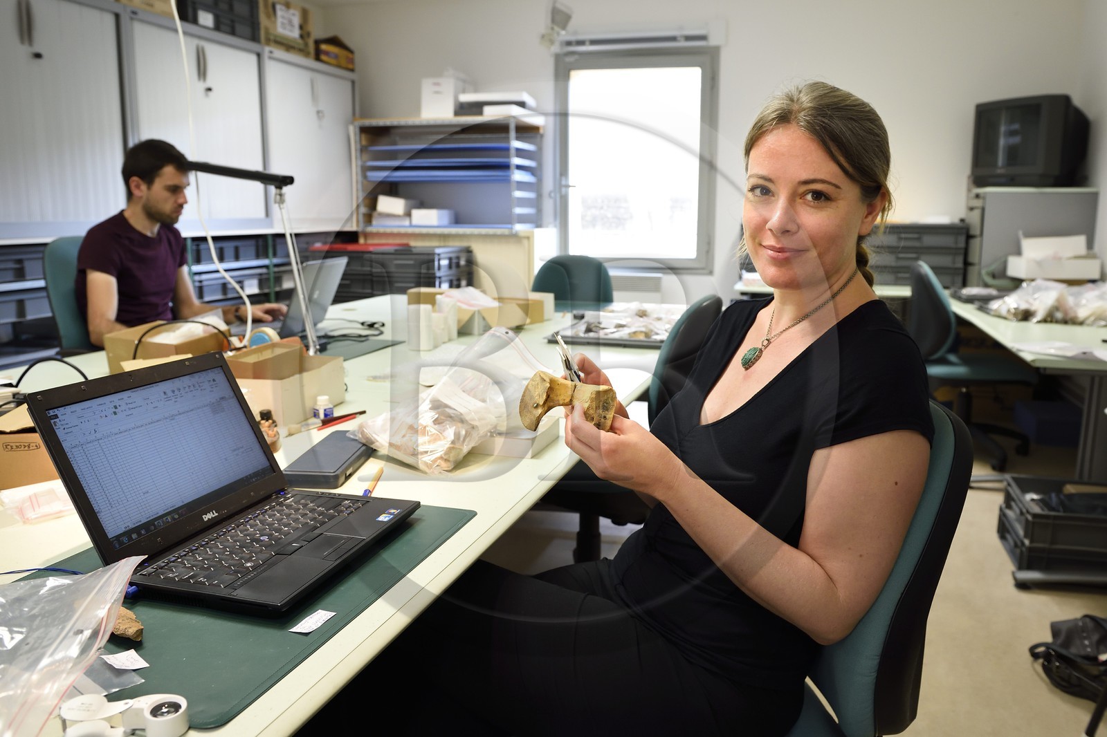France, Dordogne, Perigord Noir, Vezere Valley, Les Eyzies de Tayac Sireuil, listed as World Heritage by UNESCO, Musee de la Prehistoire (Museum of Prehistory), the researcher Jamie Lynch from Trent University studying bones in the laboratory, young megaceros bone dating from the Upper Palaeolithic