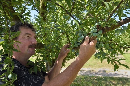 France, Meuse, Lorraine Regional Park, Cotes de Meuse, Combres sous les cotes, Domaine de Muzy, Jean-Marc Liénard, assess the production potential of mirabelle plums still green