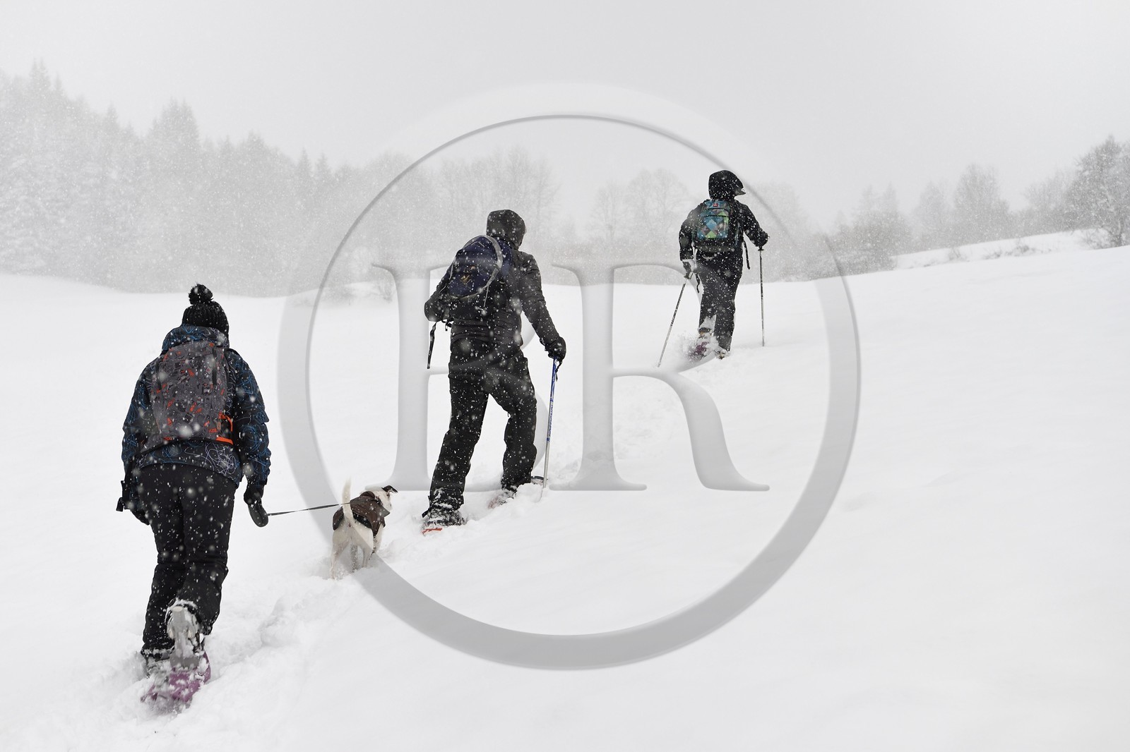 France, Haute-Savoie (74), Arâches-la-Frasse, station de ski Les Carroz d'Arâches, randonnée en raquettes