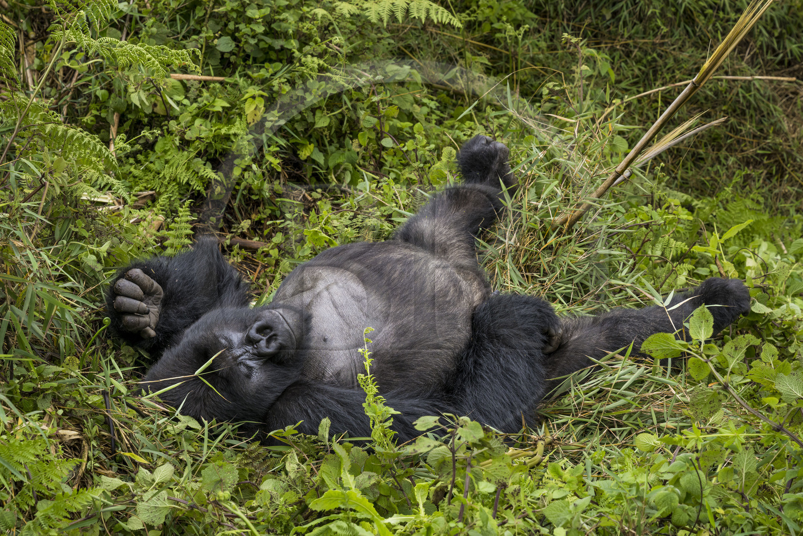 Rwanda, Province du Nord, Parc National des Volcans dans la chaine des Monts Virunga, mont Karisimbi, gorille des montagnes (Gorilla beringei beringei) du groupe Susa, male appelé dos argenté (silverback)