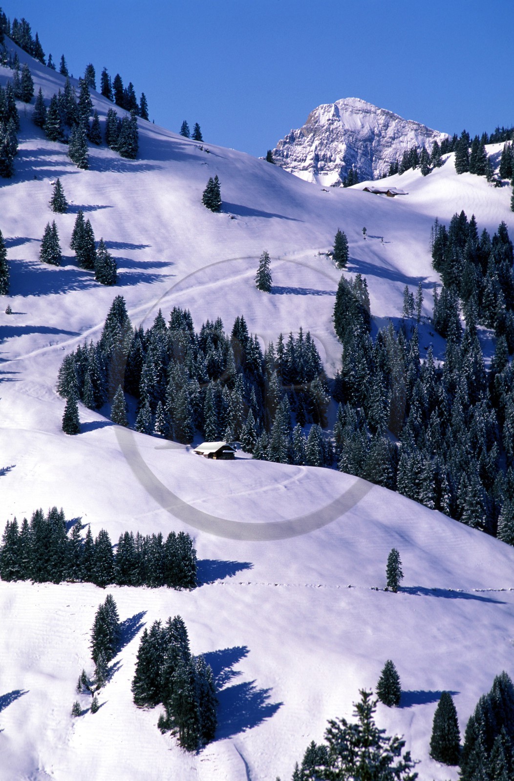 Suisse, région de Bern (Oberland Bernois), Saanenland, piste de ski sur les hauteurs de Gstaad