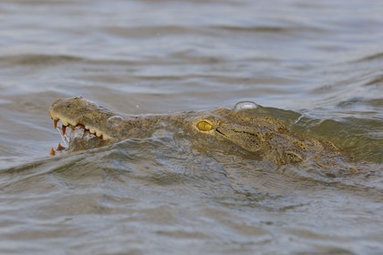 Tanzanie, Reserve de gibier de Selous une des plus grandes zones protégées au monde et inscrite sur la liste du patrimoine mondial de l’Unesco depuis 1982, crocodile du Nil (Crocodylus niloticus) sur le lac Nzerakera formé par la rivière Rufiji