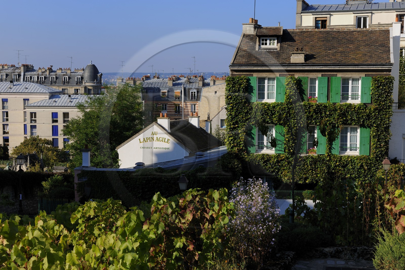 France, Paris (75), la Butte Montmartre, le vignoble de Montmartre