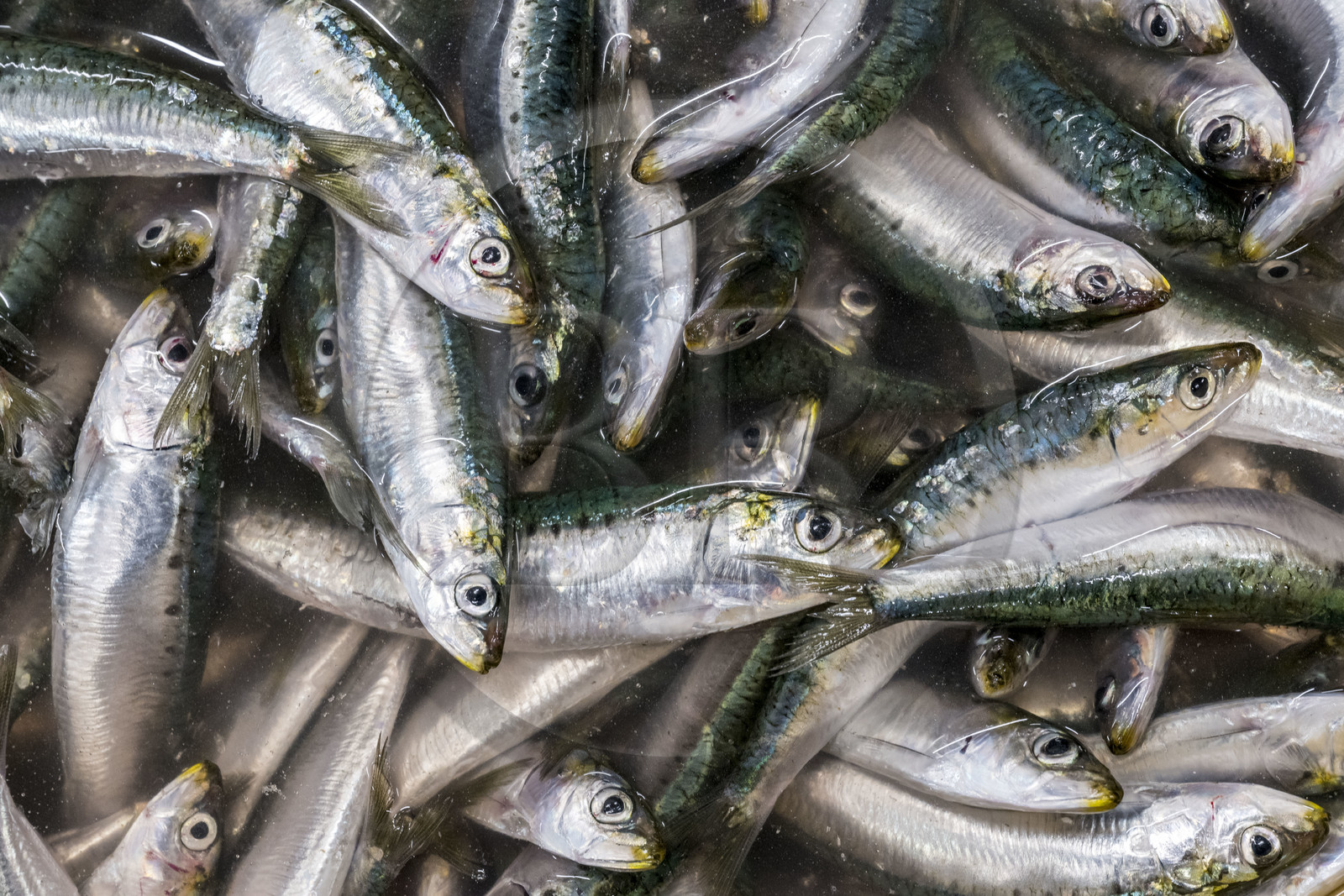 France, Vendée, Saint Gilles Croix de vie, the fish market outcry, freshly caught sardines