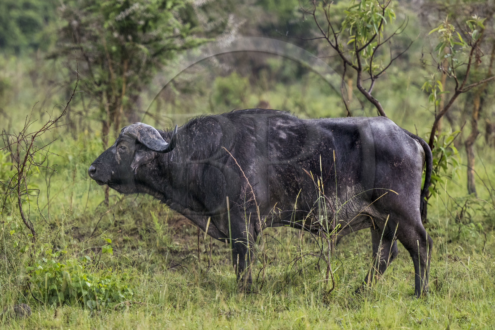 Rwanda, Parc national de l'Akagera, buffle noir des savanes (Syncerus caffer) sous la pluie