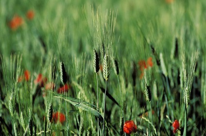 France, Hérault (34), des coquelicots au milieu des champs
