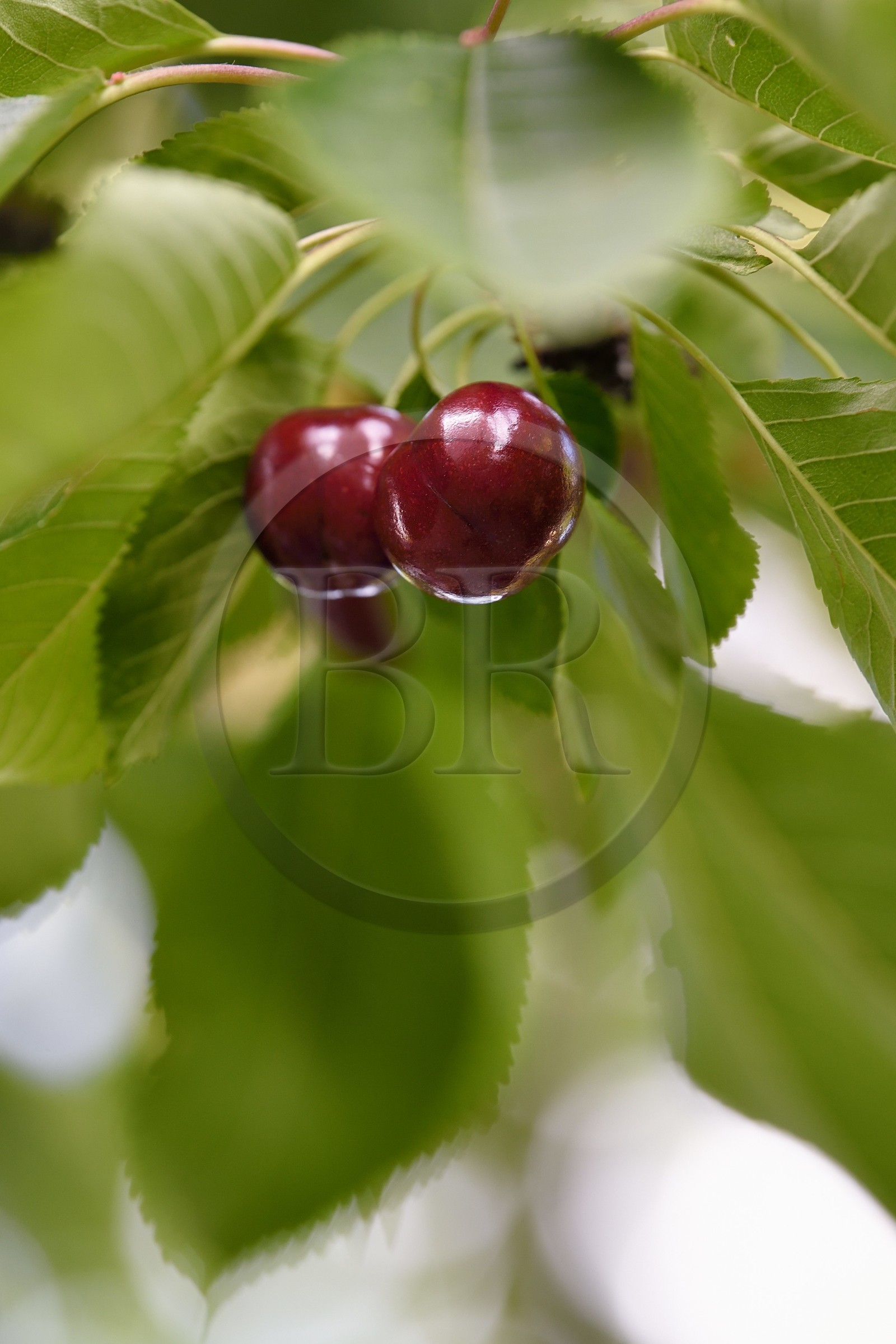 France, cherry tree (Prunus cerasus), cherries