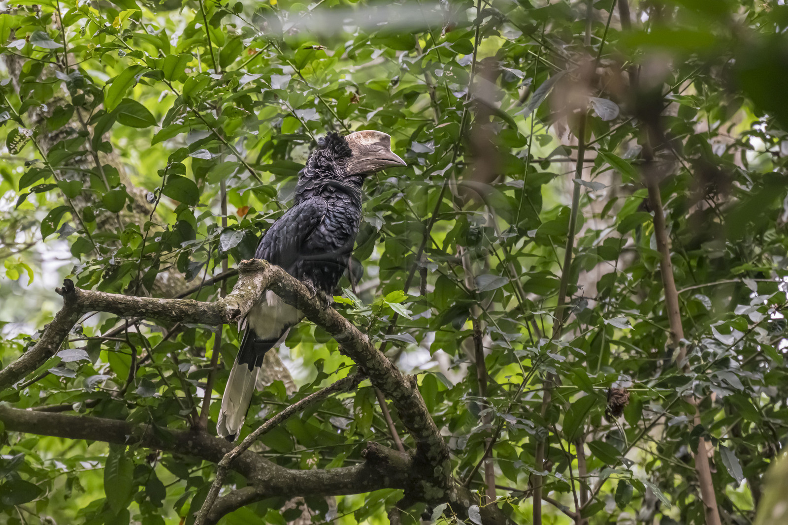 Rwanda, Province de l’Ouest, Nyakabuye, Parc national de Nyungwe, forêt tropicale humide naturelle de Cyamudongo, Calao à joues grises (Bycanistes subcylindricus)