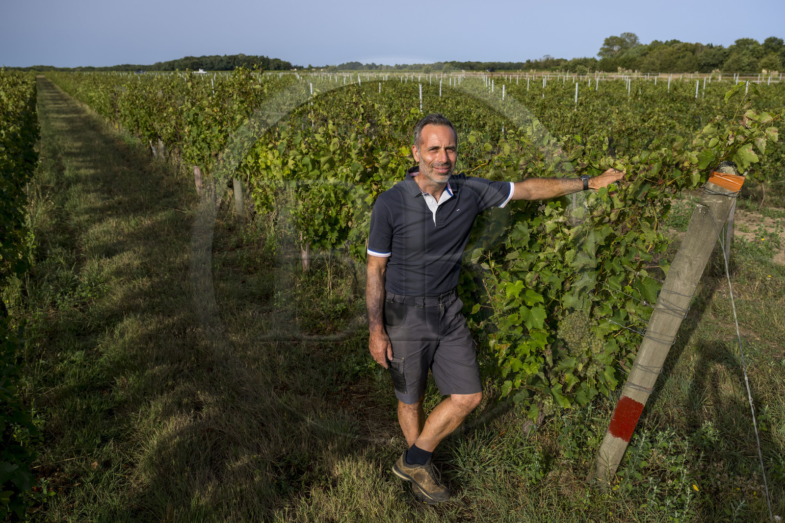 France, Charente-Maritime (17), Ile d'Oléron, Saint-Pierre-d'Oléron, hameau de La Coindrie, le vigneron Eric Mage dans son vignoble