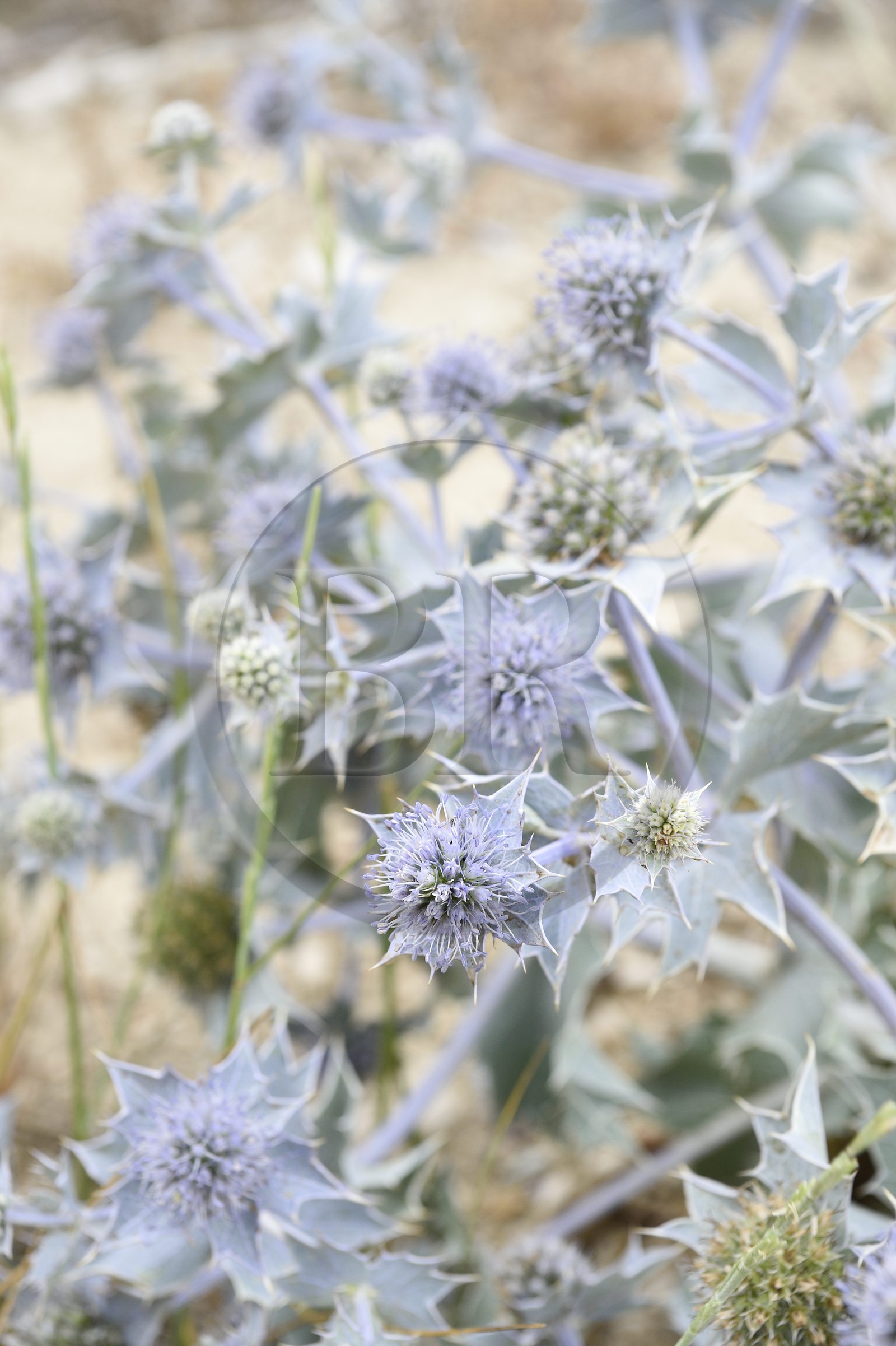 France, Bouches-du-Rhône (13), Parc naturel régional de Camargue, Panicaut maritime (Eryngium maritimum) emblème du Conservatoire de l'espace littoral et des rivages lacustres
