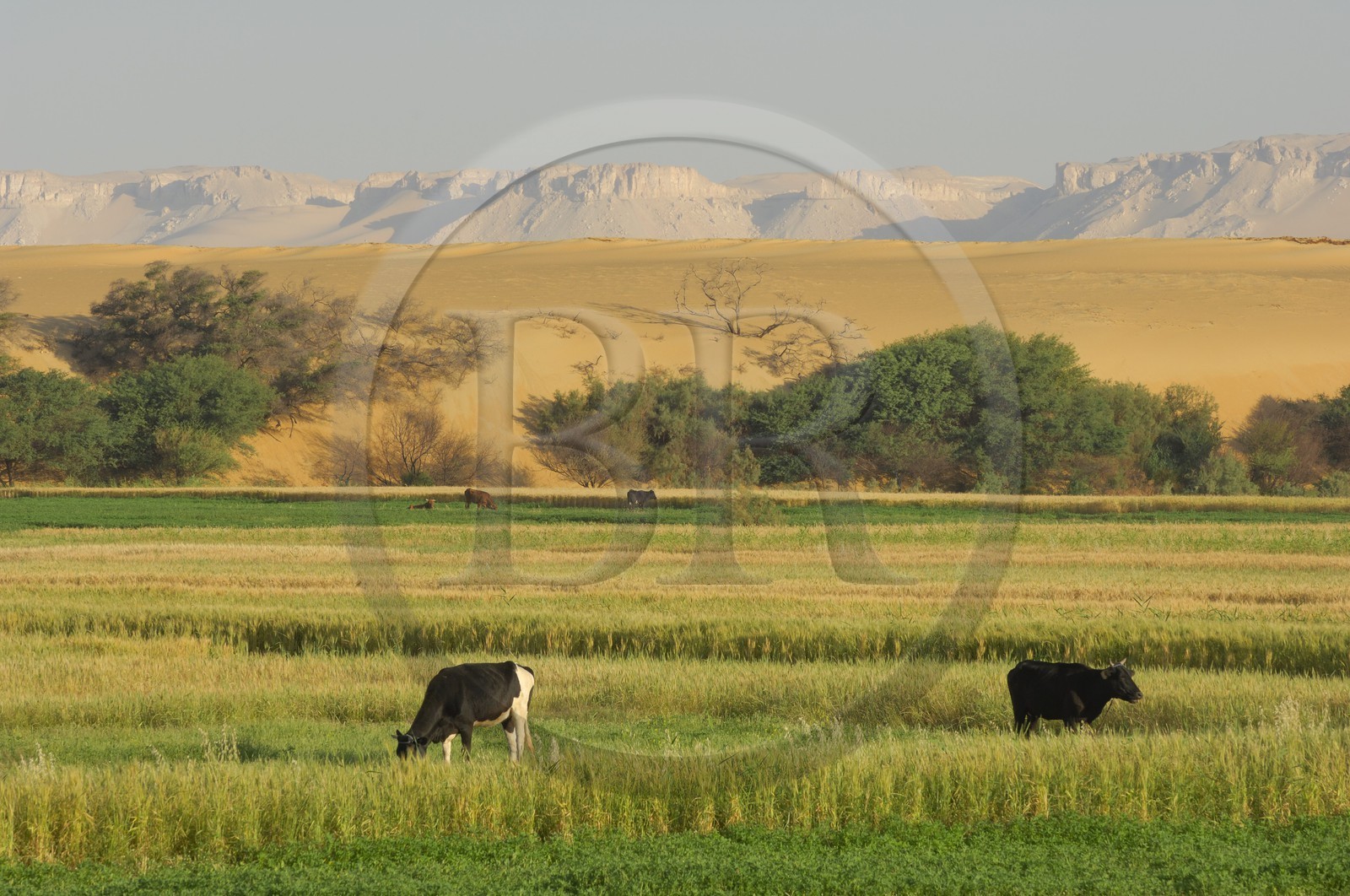 Egypte, désert libyque, oasis de Dakhla, travaux des champs