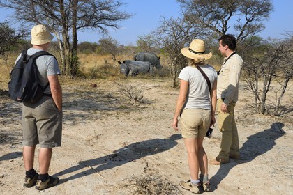 Zimbabwe, province de Matabeleland méridional, Matobo ou Matopos Hills National Park, classé Patrimoine Mondial de l'UNESCO,  safari à pied à la recherche de rhinocéros blanc (Ceratotherium simum)