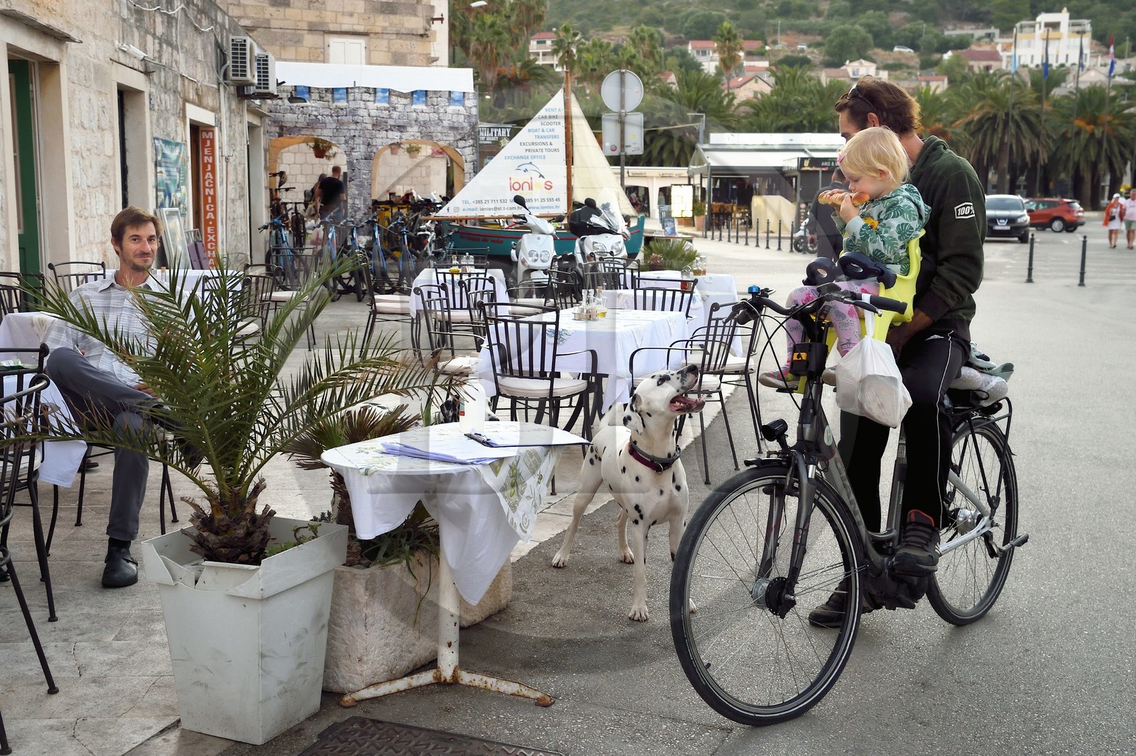 Croatie, Dalmatie, cote dalmate, Ile de Vis, village de Vis, chien dalmatien et son maitre