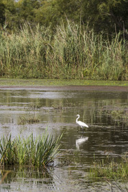 France, Gard (30), Vauvert, la Petite Camargue, réserve naturelle régionale du Scamandre, aigrette garzette (egretta garzetta)