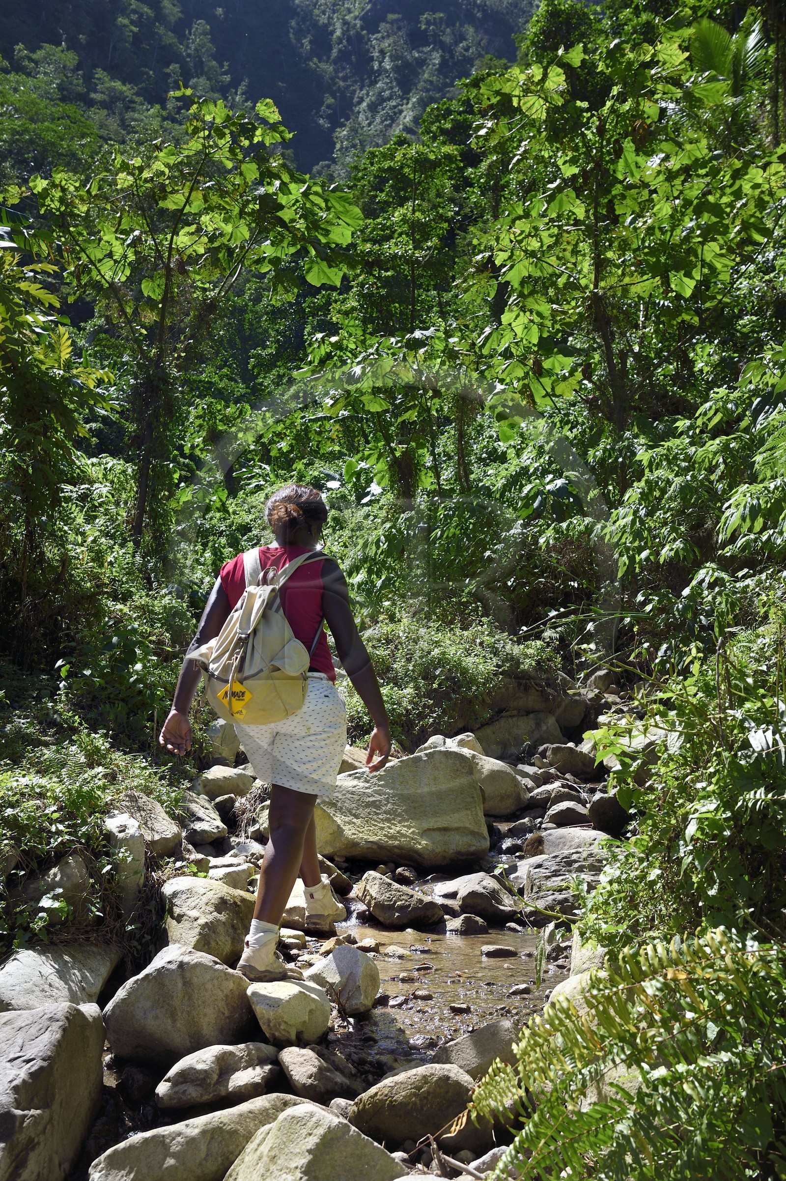 Caribbean, Dominica Island, hiker on segment 13 of the Waitukubuli National Trail in the north of the island between Pennville and Capuchin