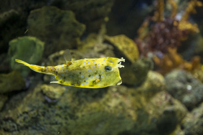 Espagne, Catalogne, Barcelone, Port Vell, l'aquarium, Poisson vache à longues cornes (Lactoria cornuta)