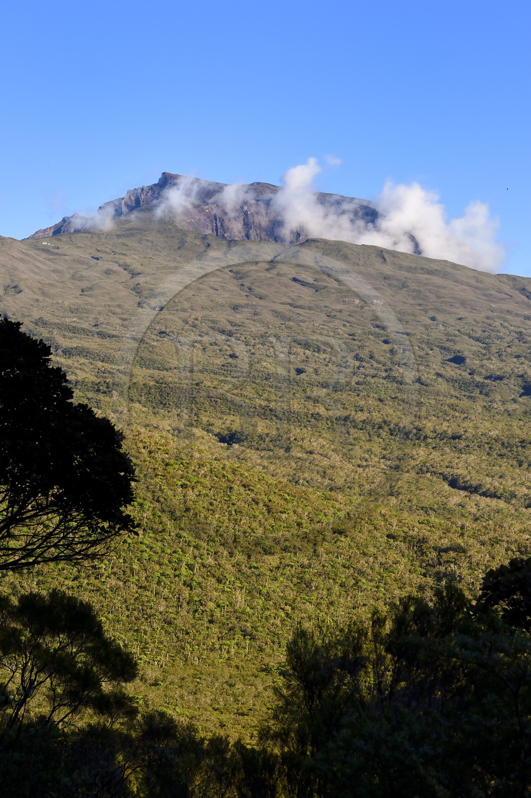 France, Ile de la Reunion, Saint Benoit, Parc national de La Reunion, classé Patrimoine Mondial de l'UNESCO, foret de Bébour, le Piton des Neiges