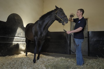 Irlande, Co. Kildare, Maynooth, harras de Derrinstown (Stud), entretien du cheval