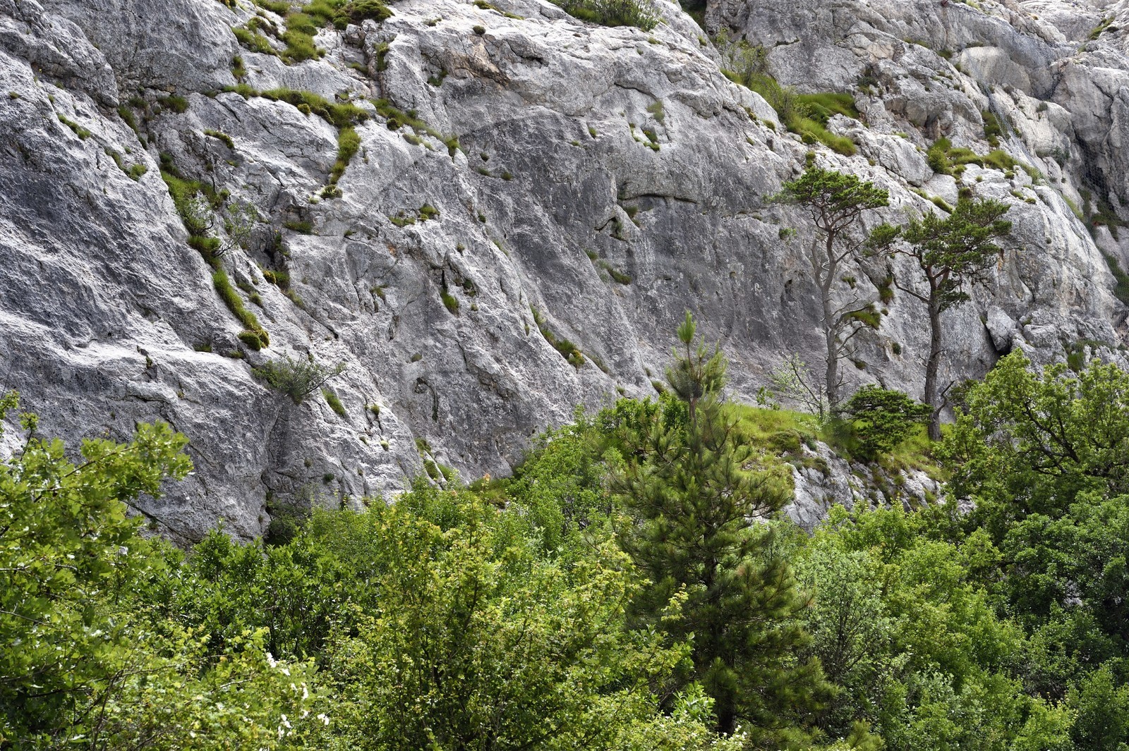 France, Var, Plan d'Aups Sainte Baume, Sainte-Baume Regional Nature Park, Sainte-Baume Massif, vegetation at the foot of the cliff towards the Pic de Bretagne