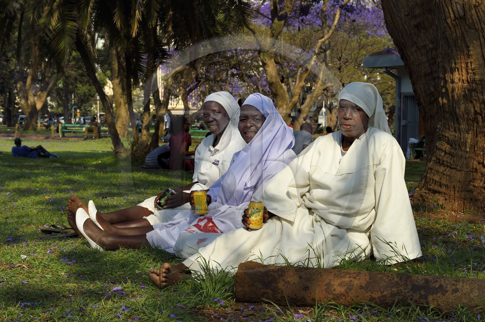 Zimbabwe, Harare, African Unity Square (anciennement Cecil Square), religieuses se reposant sous un jacaranda