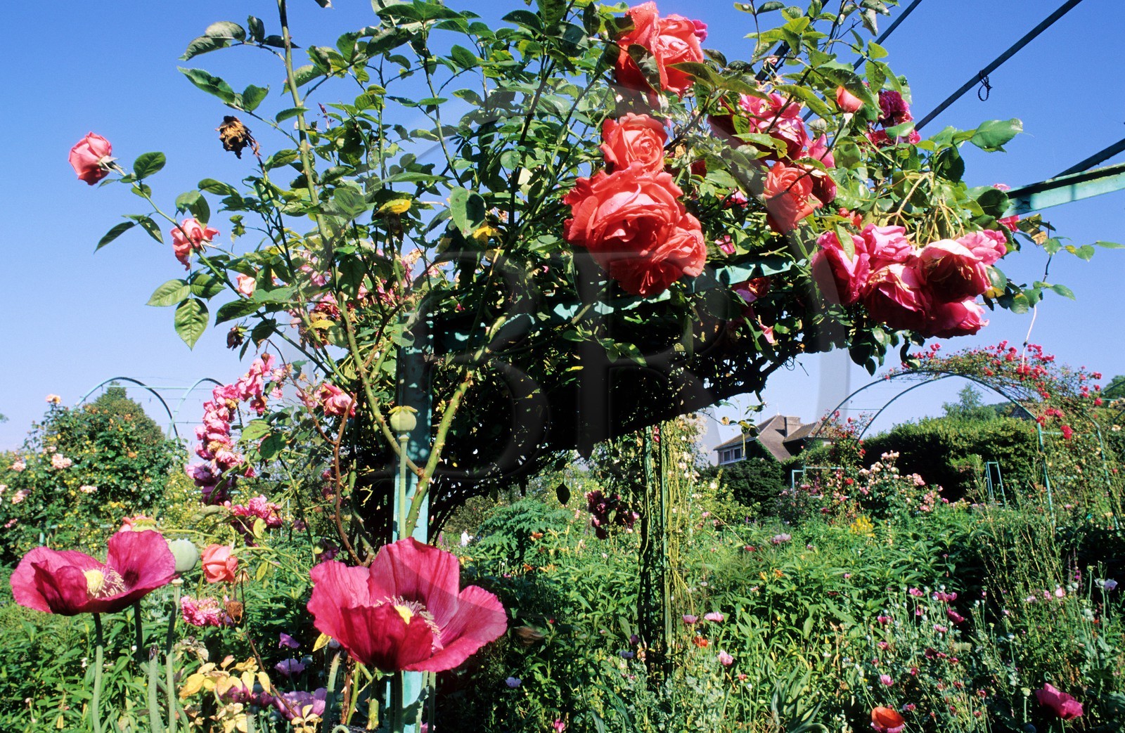France, Eure (27), Giverny, jardin de Claude Monet