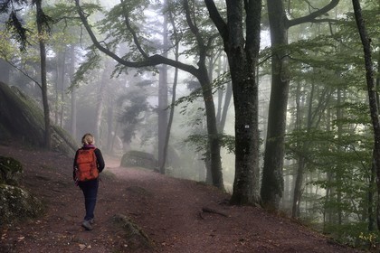 France, Bas-Rhin (67), Mont Saint-Odile, randonnée le long du Mur Païen