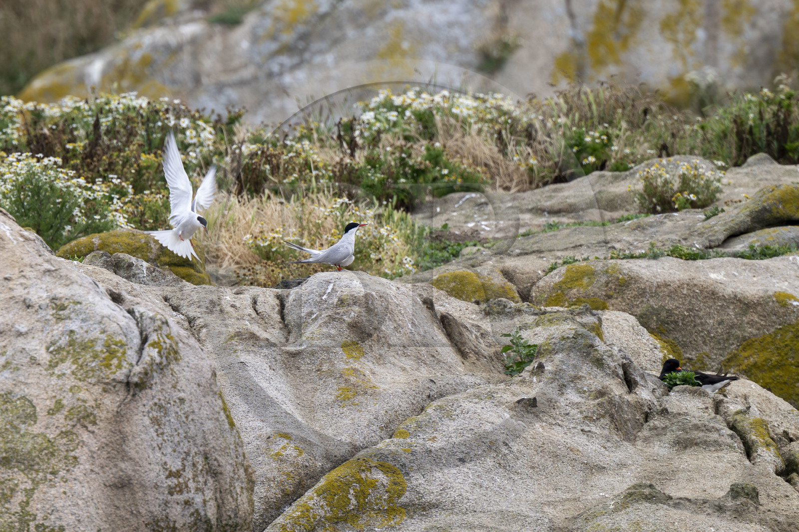 France, Finistère (29), Carantec, Réserve ornithologique des îlots de la Baie de Morlaix, Sterne de Dougall (Sterna dougallii) sur l'Ile-aux-Dames