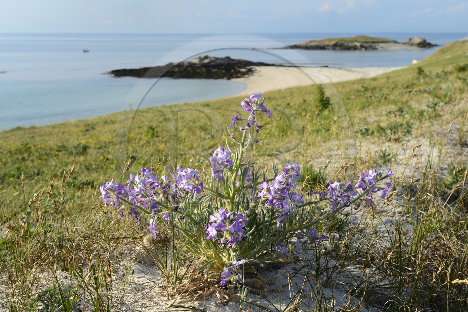 France, Finistere, La Foret Fouesnant, Glenan islands, St Nicolas Island, west coast