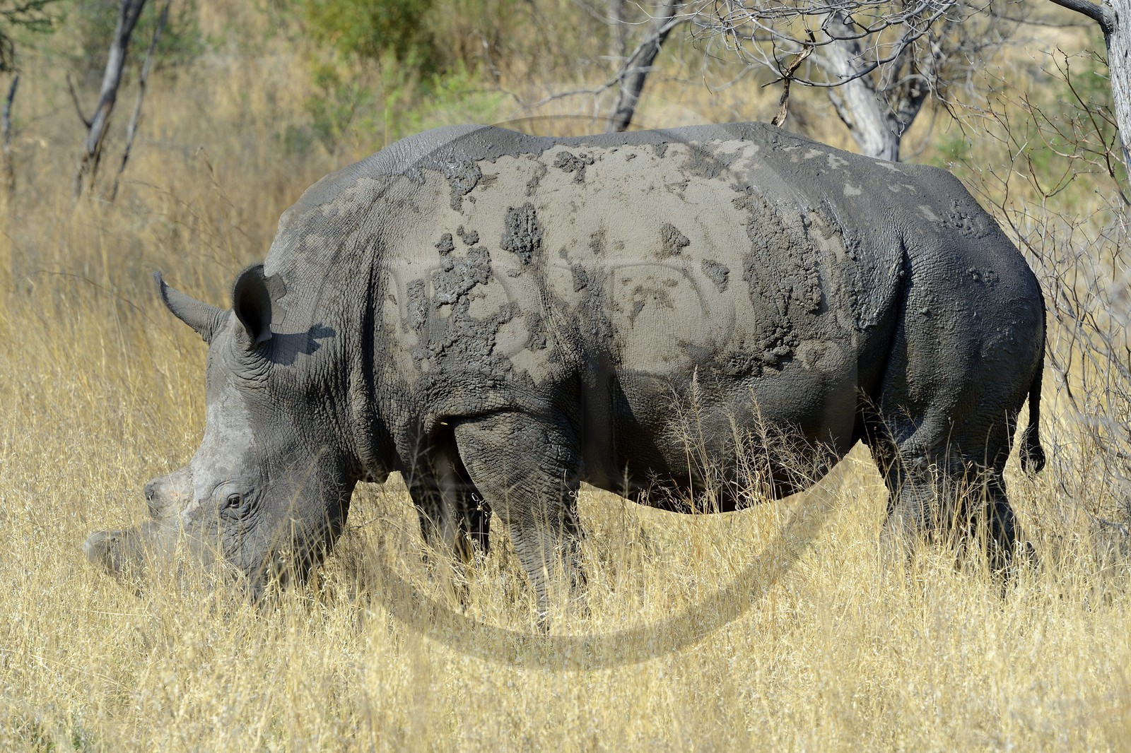 Zimbabwe, province de Matabeleland méridional, Matobo ou Matopos Hills National Park, classé Patrimoine Mondial de l'UNESCO, rhinocéros blanc (Ceratotherium simum), adulte male d'environ 15 ans