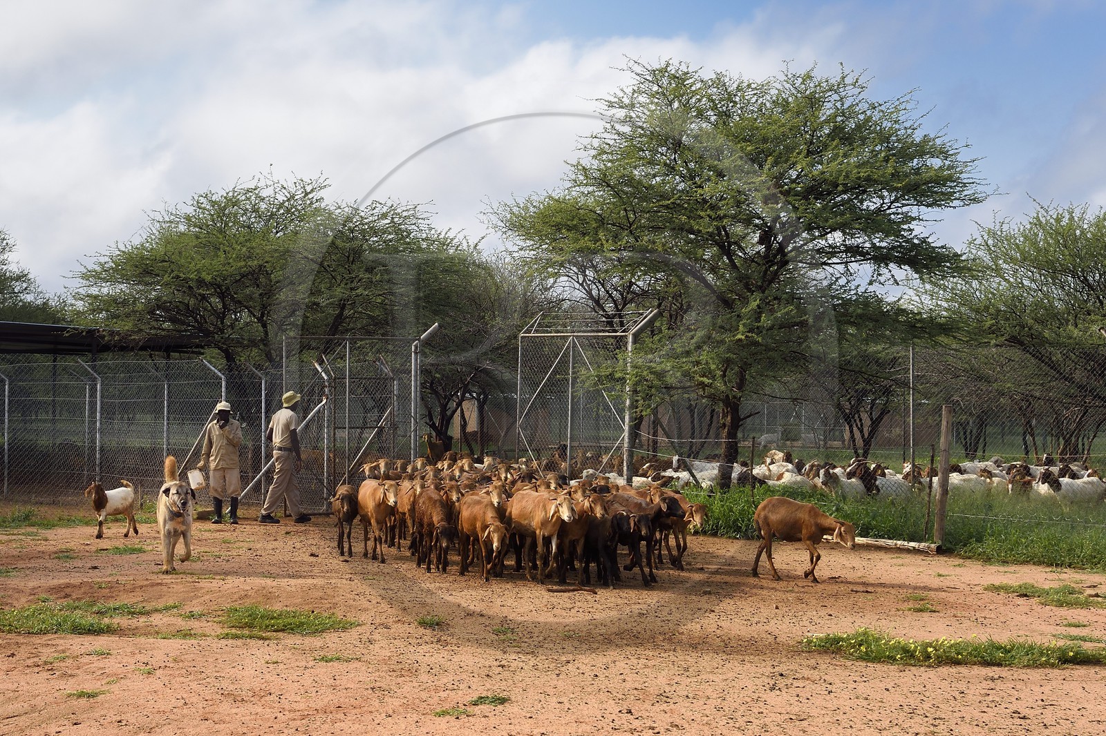 Namibia, Otjiwarongo, Cheetah Conservation Fund, research and education centre, CCF’s Livestock Guarding Dog Program has been highly effective at reducing predation rates and thereby reducing the inclination by farmers to trap or shoot cheetahs, Anatolian shepherd Kangal dog watching a herd of Boer goats and Damara sheep