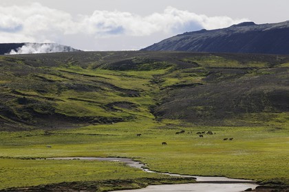 Islande, Région de Reykjavik, chevaux dans la vallée de Krisuvik