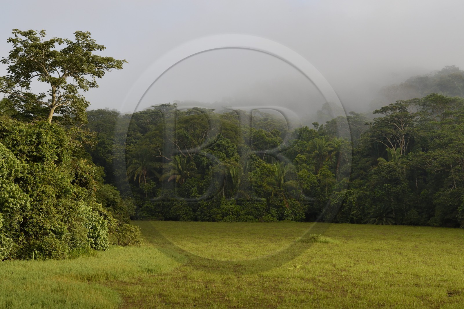 Panama, l'isthme de Panama entre Panama City et Colon le long de la ligne de train de la Panama Canal Railway