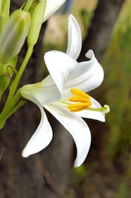 France, Alpes-Maritimes, Grasse, Madonna lily (Lilium candidum)