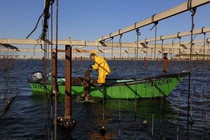 France, Hérault (34), Bouzigues, étang de Thau, l'élevage en suspension sur des cordes dans le parc à huîtres