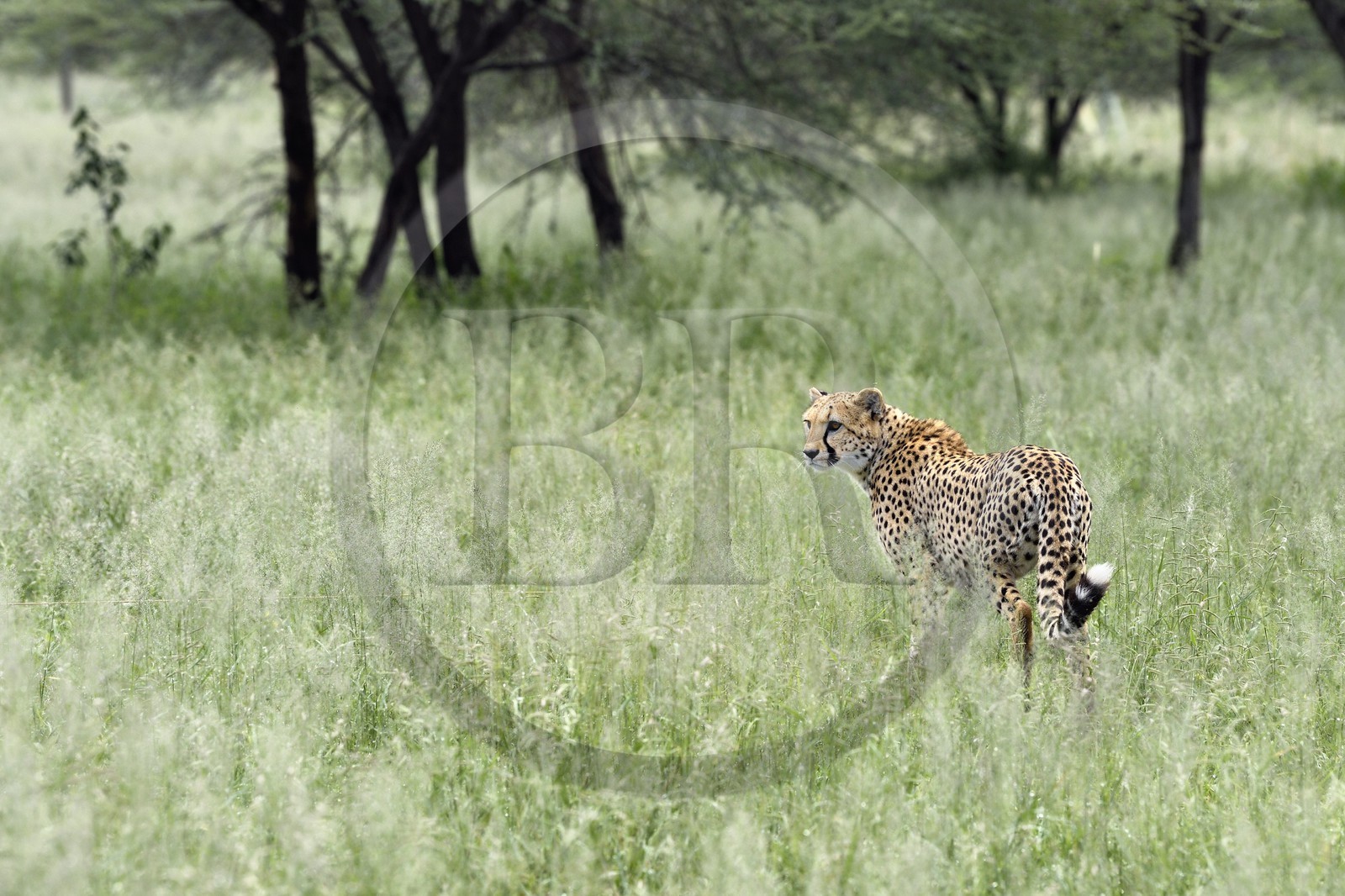 Namibia, Otjiwarongo, Cheetah Conservation Fund, research and education centre, cheetah (Acinonyx jubatus) in tall grass