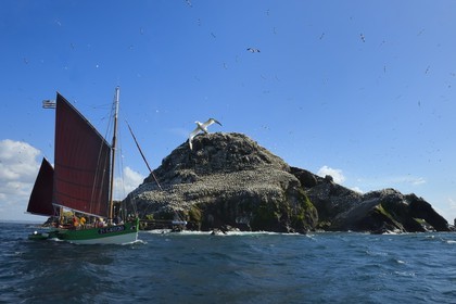France, Côtes-d'Armor (22), Perros-Guirec, archipel et réserve ornithologique de Sept-Iles,  le voilier traditionnel Sant C'hireg (Saint Guirec) devant l'Ile Rouzic, colonie de fous de Bassan (Morus bassanus), unique point de nidification en France pour plus de 20000 couples