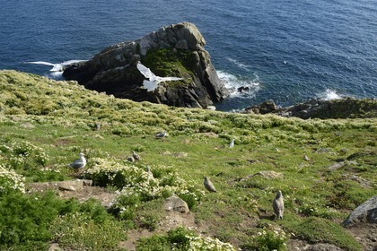 France, Cotes-d'Armor, Perros-Guirec, Sept-Iles Archipelago and bird sanctuary, Ile aux Moines, youth and adult gulls, nesting area