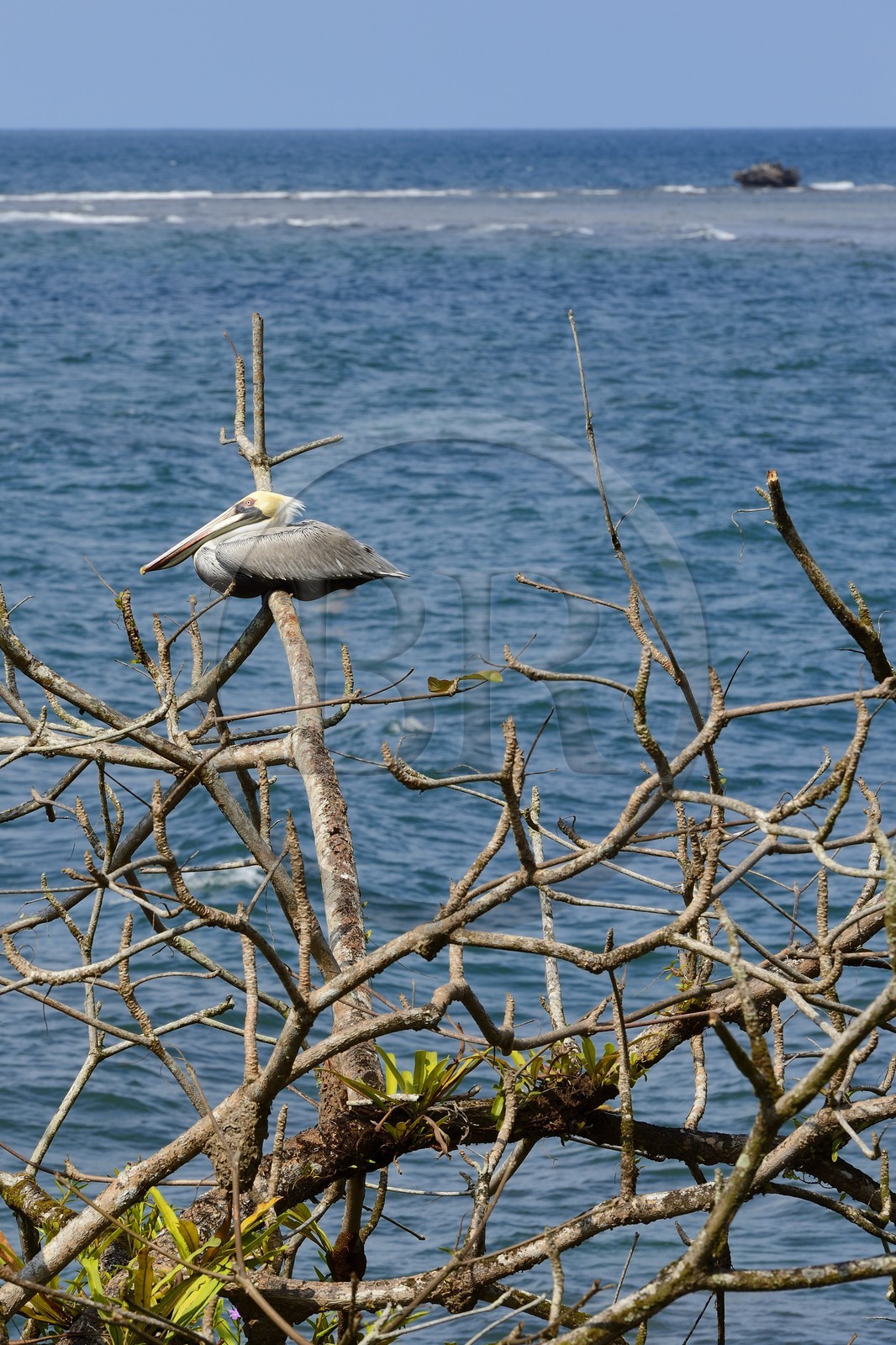 Panama, province de Colon, Portobelo, pélican