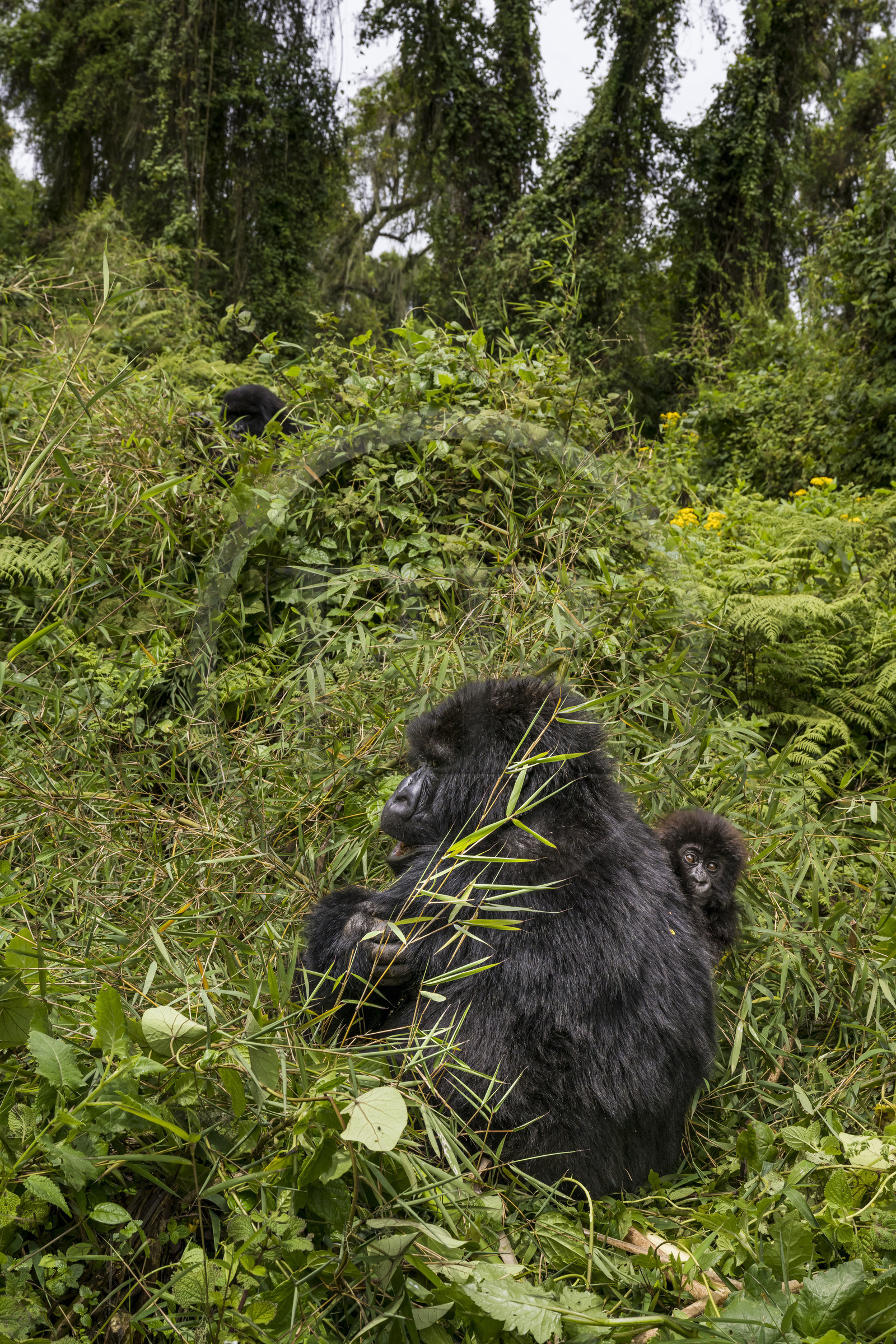 Rwanda, Province du Nord, Parc National des Volcans dans la chaine des Monts Virunga, mont Karisimbi, gorilles des montagnes (Gorilla beringei beringei) du groupe Susa, mère avec son petit